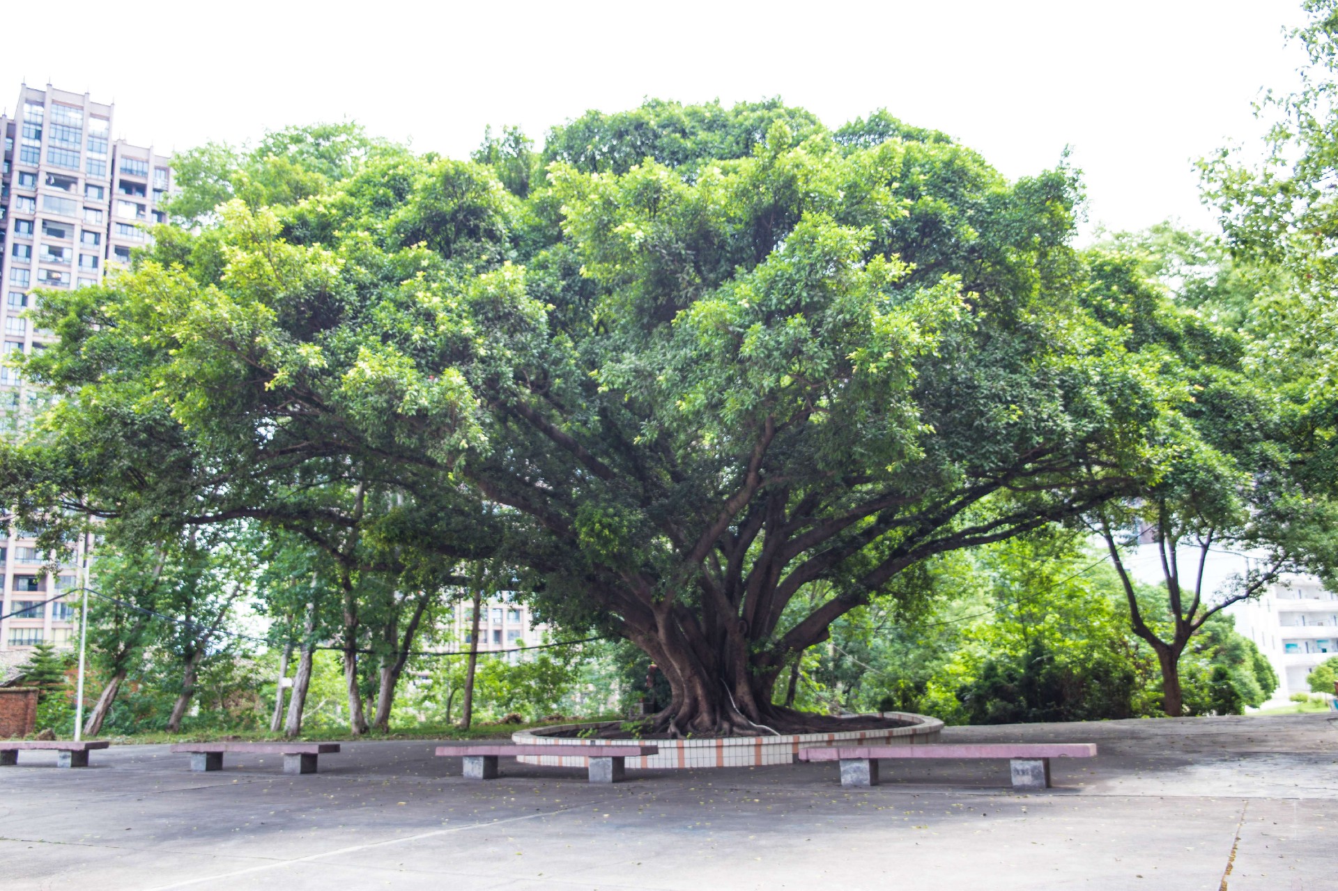 14.学校古树(1).jpg